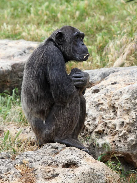 Monkey — Stock Photo, Image