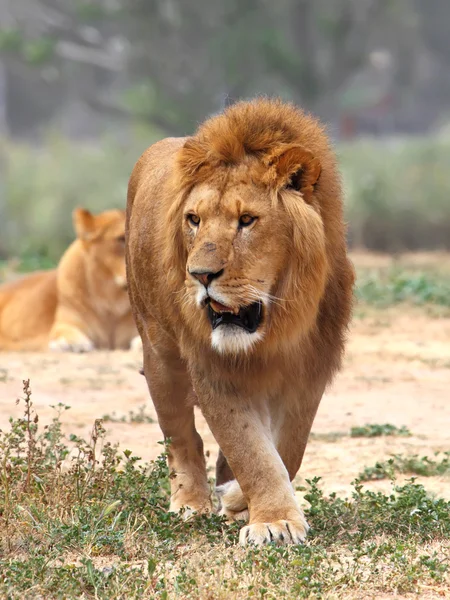 Löwe — Stockfoto