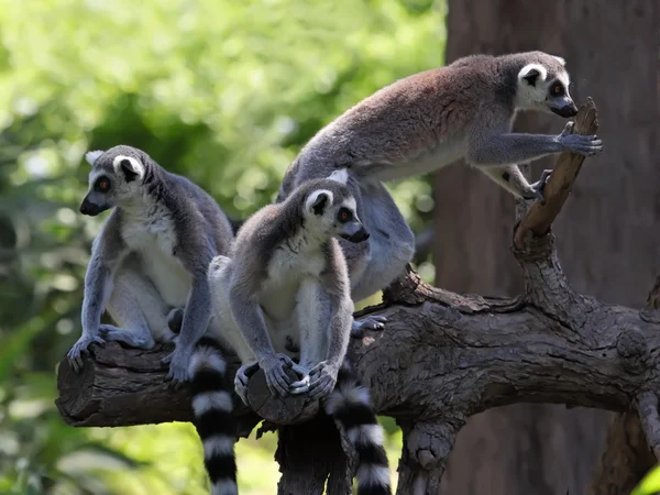 Lemury — Zdjęcie stockowe