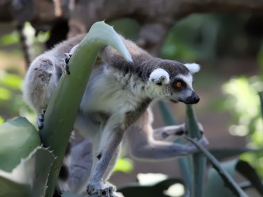 Lemur