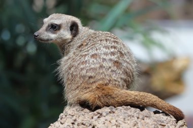 Güzellik çöl faresi (Suricata suricatta)