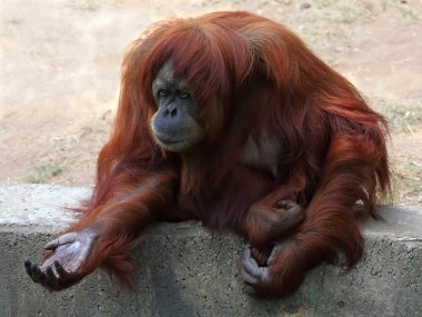 orangutan