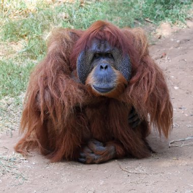 orangutan