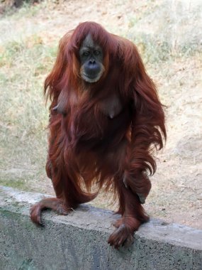 orangutan