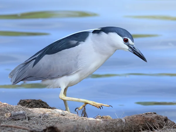 Noční heron — Stock fotografie