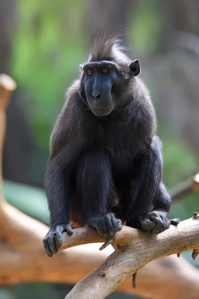 Macaca nigra — Stock Photo, Image