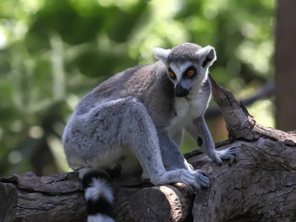 Lemur — Stockfoto