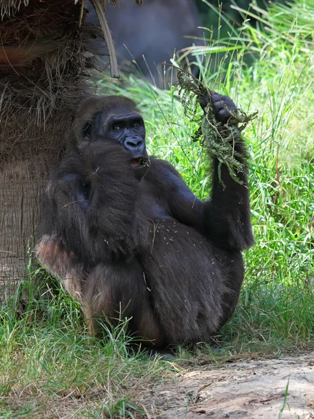 Scimmia in uno zoo — Foto Stock