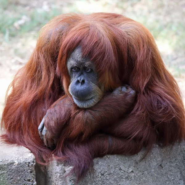 Monkey in a zoo — Stock Photo, Image