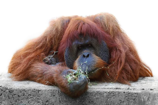 红毛猩猩 — 图库照片