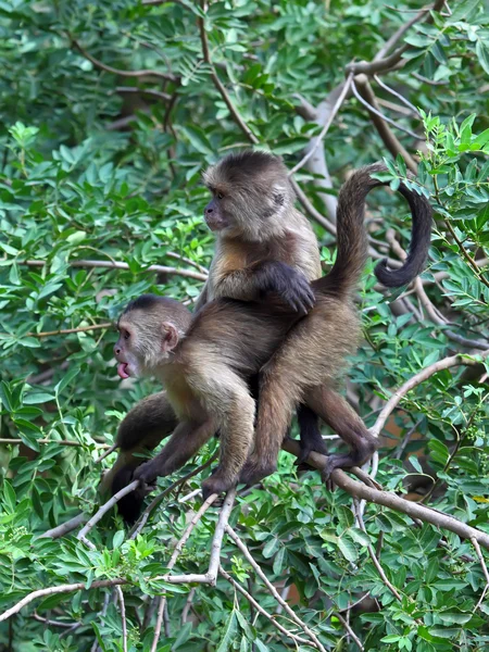 B 树的树枝上的猴子 — 图库照片