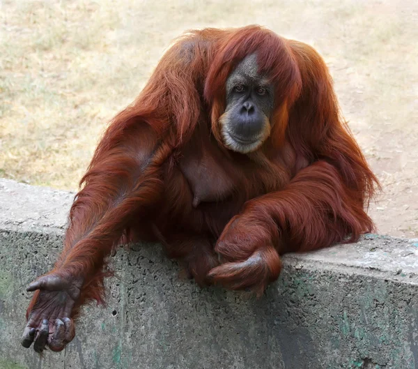 Orangutan — Stock fotografie