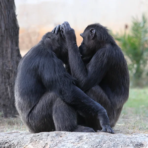 Monkey — Stock Photo, Image