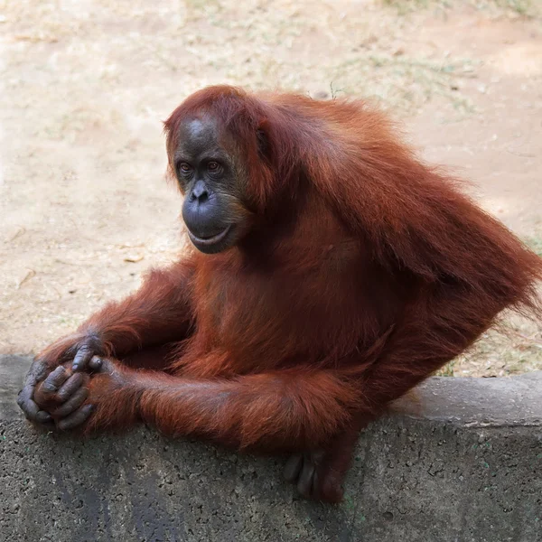 Orangutan — Fotografie, imagine de stoc