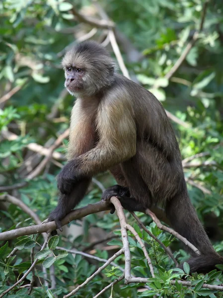 Capuchin — Stock Photo, Image