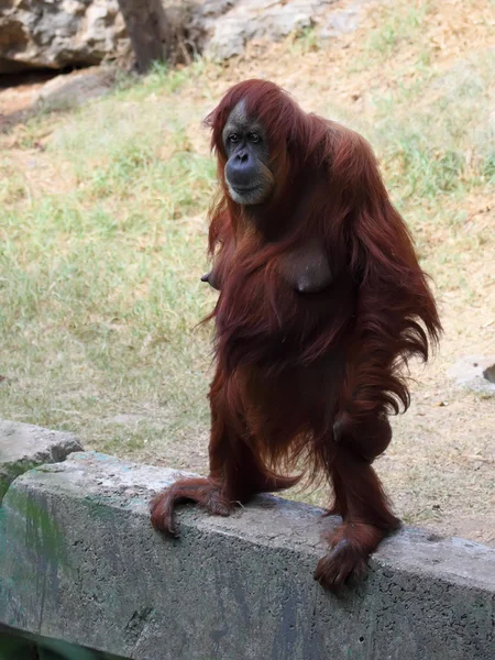 Orangutan — Stok fotoğraf