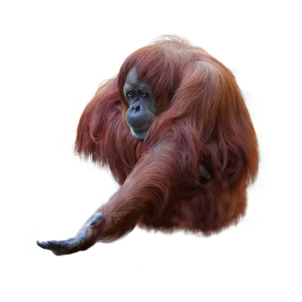 Orangutan — Stock fotografie