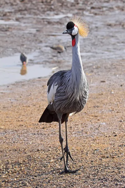 Grey Crowned Crane Royalty Free Stock Images