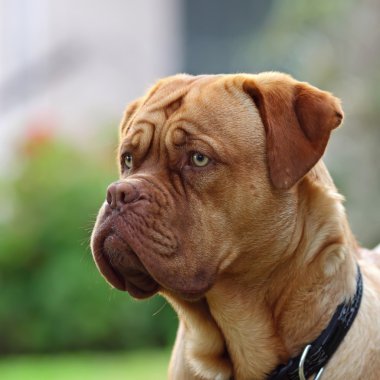 Dogue