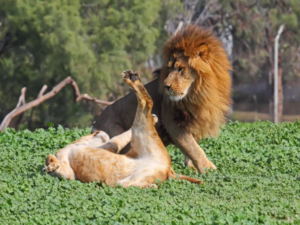 Oroszlán és a nőstény oroszlán — Stock Fotó