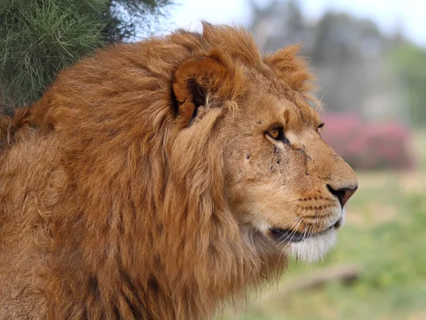 León. — Foto de Stock