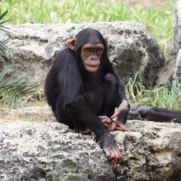 Monkey — Stock Photo, Image