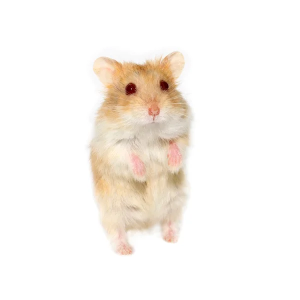 Hamster — Stock Photo, Image