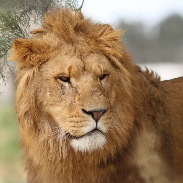 Löwe — Stockfoto