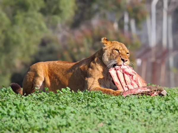 Leones —  Fotos de Stock