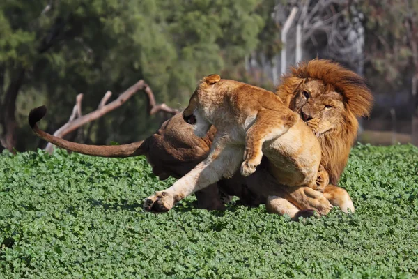 Løve og løvinde - Stock-foto