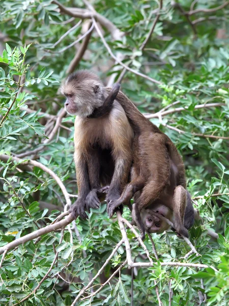 Capuchin monkey — Stock Photo, Image