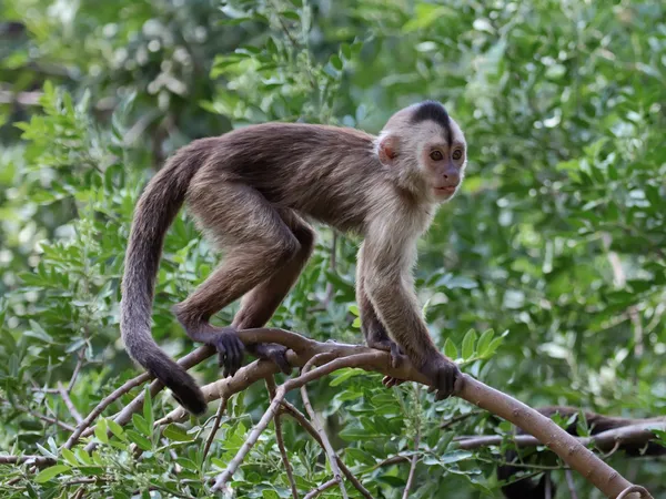 Kapucijnen aap — Stockfoto