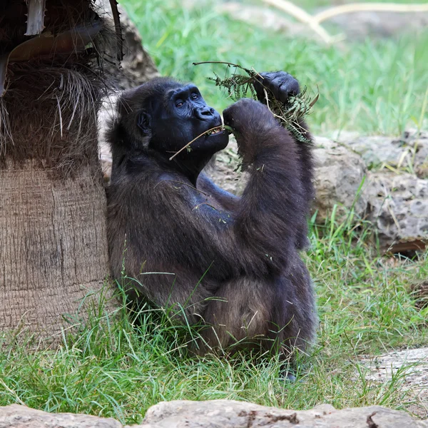 Gorilla — Foto Stock