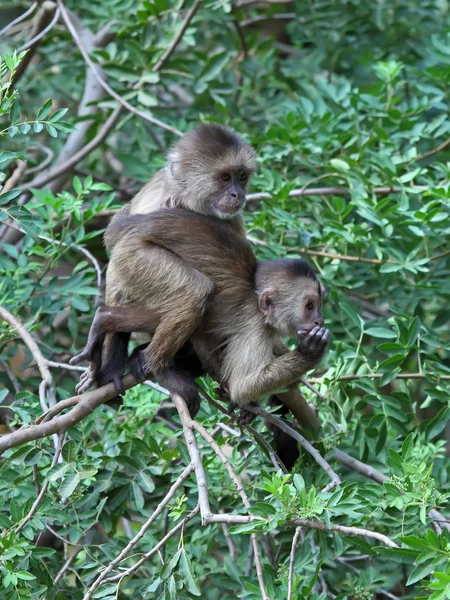 Capuchin monkeys — Stock Photo, Image