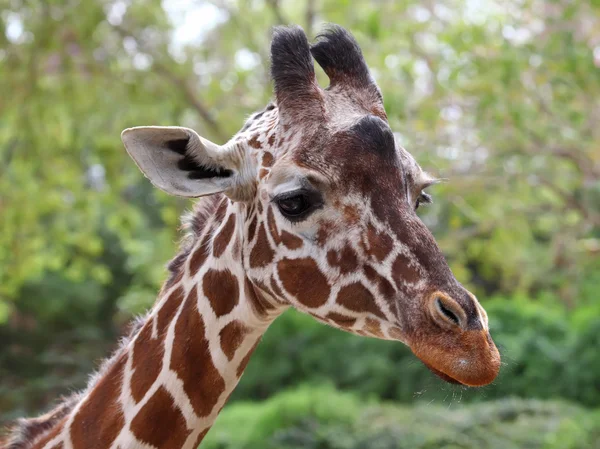 Cara de girafa — Fotografia de Stock