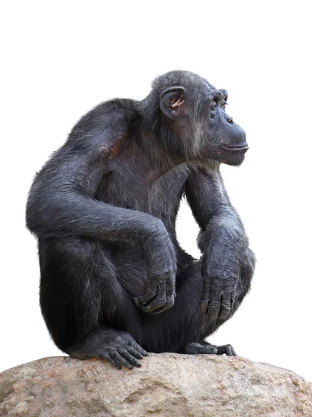 Chimpancé — Foto de Stock