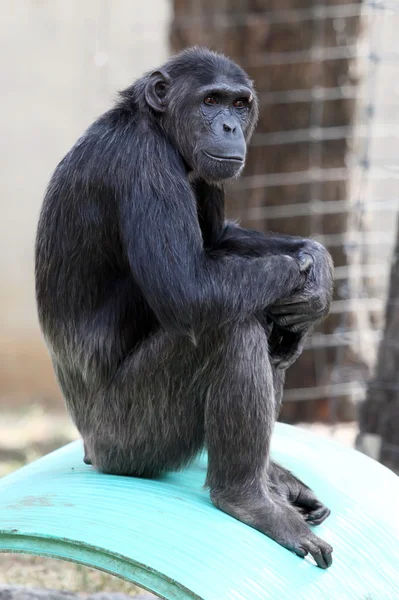 Chimpanzee — Stock Photo, Image