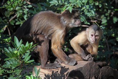 Capuchin maymunlar