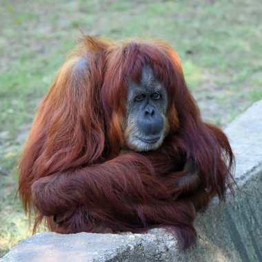 orangutan