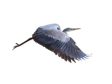 Ardea herodias