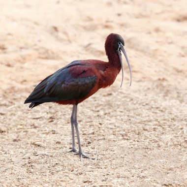 Glossy Ibis clipart