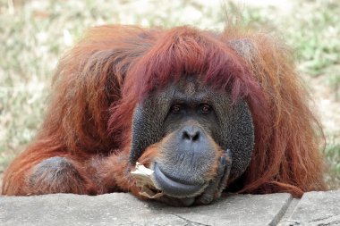 orangutan