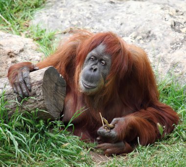 orangutan