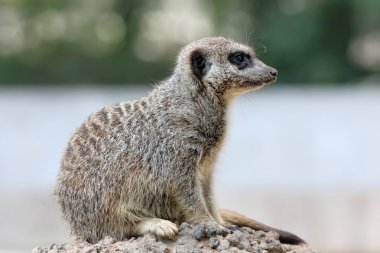 Güzellik çöl faresi (Suricata suricatta)