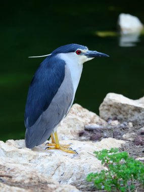 Nycticorax