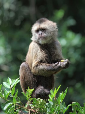 capuchin maymunu