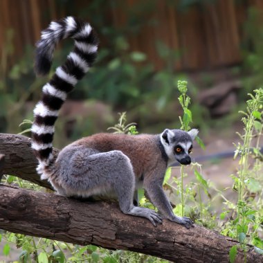 Lemur