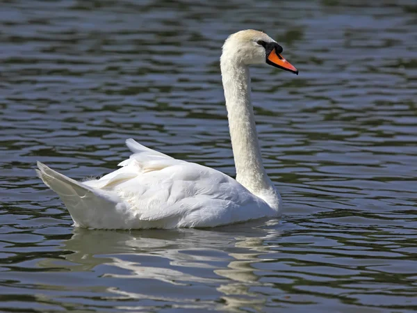 Cisne branco bonito — Fotografia de Stock