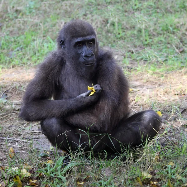 Gorilla — Foto Stock