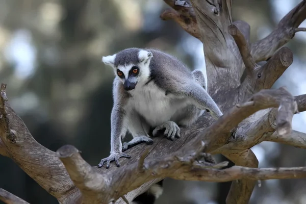 Lemur — Stockfoto